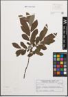 Foto von Salix cinerea L.